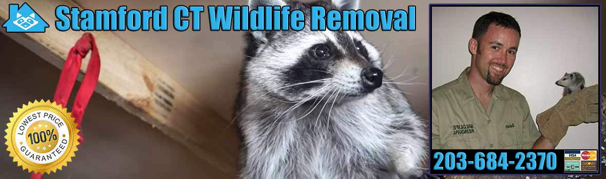 Stamford Wildlife and Animal Removal